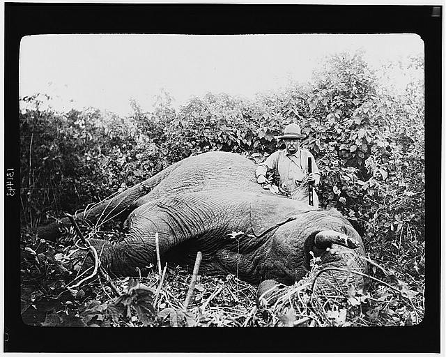 [Theodore Roosevelt, three-quarter length portrait, standing next to dead elephant, holding gun, probably in Africa]