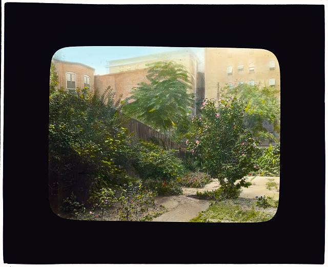 [Unidentified city garden, probably in New York, New York. Pathway with Rose of Sharon (hybiscus syriacus)]