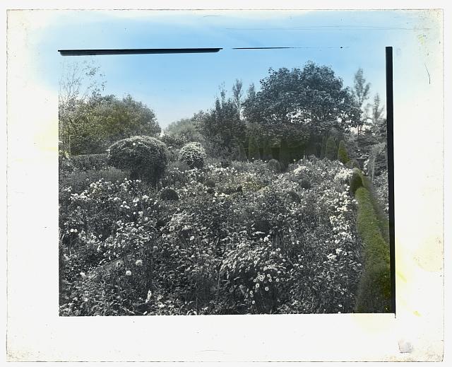 [Unidentified house and garden, probably Virginia. Flower garden with boxwood border]