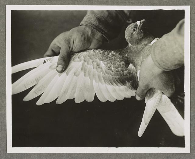 Showing how the pigeons are part of the U.S. Army They too have to have their identification tag with them and at their death they must be accounted for and reported with the probably cause. Fort Lucy, France.