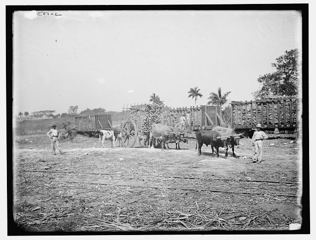 [Ox teams with timber, probably in Cuba]