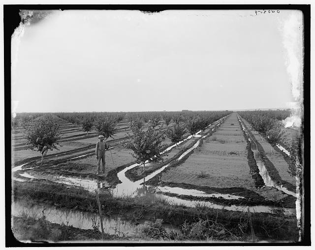 [Man in irrigated orchard, probably Pontiac, Ill.]
