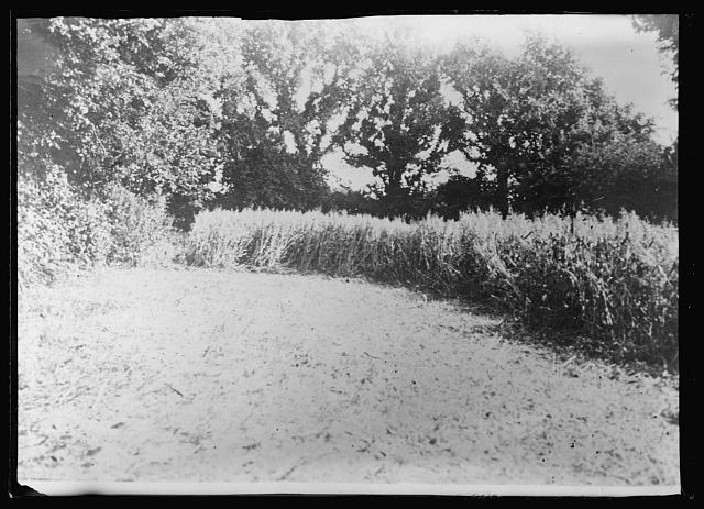 A model farm according to the latest American ideas of intensive agriculture, is being established by the American Red Cross on the grounds surrounding the American hospital at Sarisbury, near Southampton. The Red Cross farm is in charge of Capt. Frank S. Peer, of Ithaca, N.Y. is a well-known international farmer and cattle breeder, who proposes to teach the convalescent American soldiers all they want to learn about modern farming. The photograph shows Mr. Peer's ideas of intensive farming as exemplified on his own farm on the little island of Guernsey, in the English channel. Here he is putting into effect all that he learned in many years of farming in Wayne County, N.Y. and at Cranford, N.J. of the little patch of ground shown in the photograph, Mr. Peer writes: "We have just completed a week's feeding for ten head of full-grown cattle on seven square rods of oats and peas. The land was formerly a vegatable garden. The oats stand over five feet high, the land would probably grow at the rate of 5 tons of hay to the acre