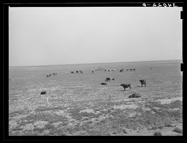 Cattle grazing in pasture probably overgrazed near Oakley, Kansas