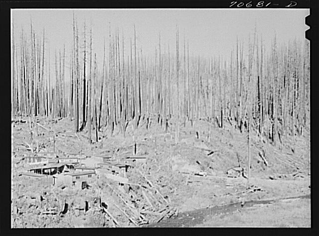 Housing for lumber workers in the Tillamook County, Oretgon. In August of 1933 a forest fire in one week swept through 290,000 acres of woodland. This area is now being cleared and most of the partially burned trees are of commerical value. The future (after clearing is completed) is undecided--some factions desire reforestation; others believe that it can be adopted to some form of agriculture, probably cattle and sheep and goat raising