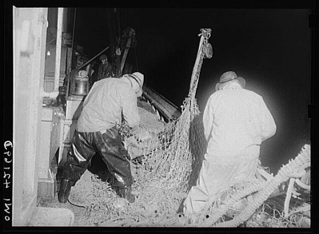 On board a fishing vessel out from Gloucester, Massachusetts. Mending nets. This is probably a portion of the belly of the net and badly torn. Fishermen spend a great deal of time mending nets, usually doing so between calls, mending one net while the other is being towed by the vessel