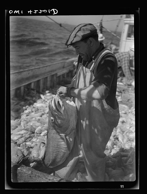 Gloucester, Massachusetts. A whale codfish, the fish that was probably reponsible for the early explorations in this part of the country and made New England famous
