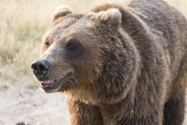 Bown bear, maybe smiling, at the Wild Animal Sanctuary, a 720-acre animal refuge housing more than 350 large animals near Keenesburg, Colorado. The sanctuary specializes in rescuing and and caring for large predators that had being ill-treated