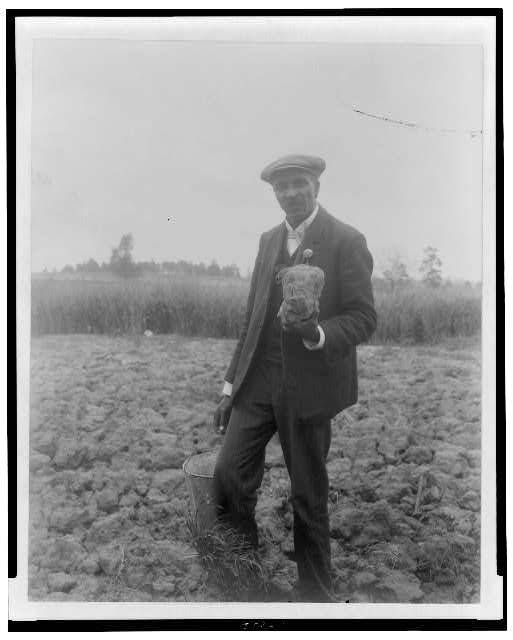 [George Washington Carver, full-length portrait, standing in field, probably at Tuskegee, holding piece of soil]