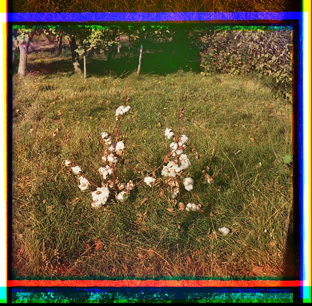 [Cotton in the Murgab Estate]