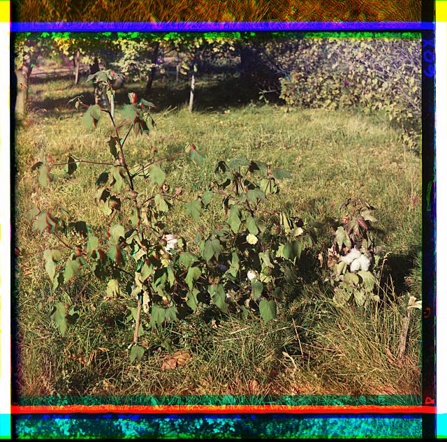 [Cotton in bloom in the Murgab Estate]