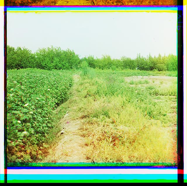 [Cotton field, probably Golodonaia Steppe or Mugan Steppe]