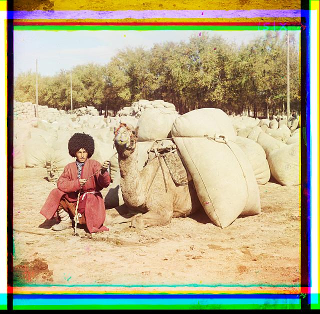 [Turkmen man posing with camel loaded with sacks, probably of grain or cotton, Central Asia]