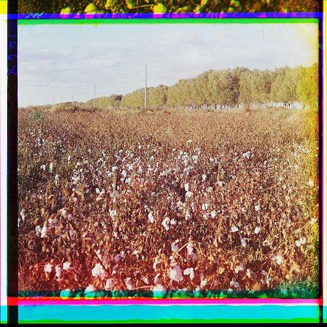 [Cotton in the Murgab Estate]